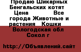Продаю Шикарных Бенгальских котят › Цена ­ 17 000 - Все города Животные и растения » Кошки   . Вологодская обл.,Сокол г.